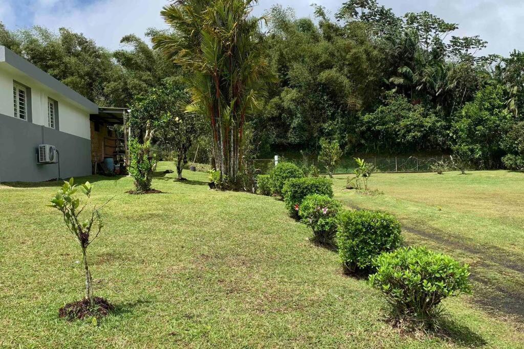 972B-Coin De Verdure Au Pied De La Montagne Pelee Le Morne-Rouge Exterior photo